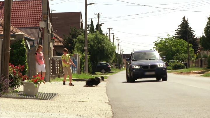 Miláčikovo - Roxy má veľmi rada autá a vrhá sa pred ne